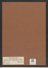Auliscus stoeckhardtii Janisch (de-Toni-Nr.: Genus 171, Species 4323) Zeichnungen Sammlung Grunow Mappe 04292 (Herbarium_W_Grunow_drawings_Folder_04292)